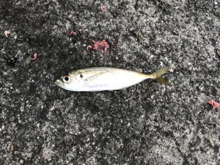 サビキでアジ釣り