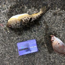 ちょいでかキス