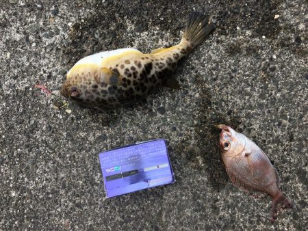 ちょいでかキス