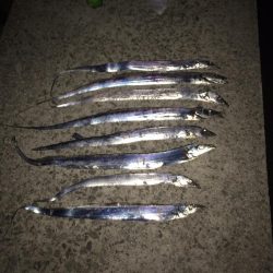 タチウオ釣り納め