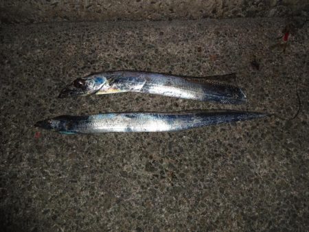 リールを失くして凹んでますが取敢えず今日も…