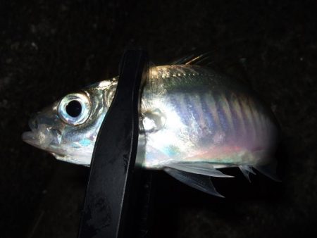 風が強かった！