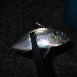 タチウオの活性高し！？