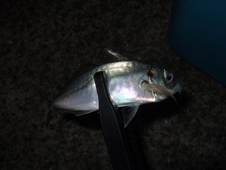 タチウオの活性高し！？