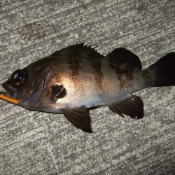 今シーズン初メバリング