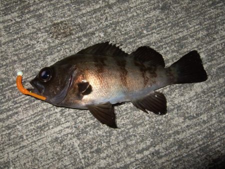 今シーズン初メバリング