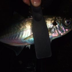 大荒れのアジングでまさかの魚が