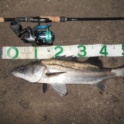 バイブで攻略(淀川シーバス釣行)。