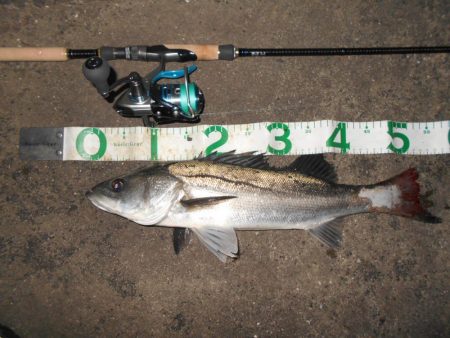 バイブで攻略(淀川シーバス釣行)。