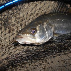 ラスト釣行(北港周辺シーバス釣行)。