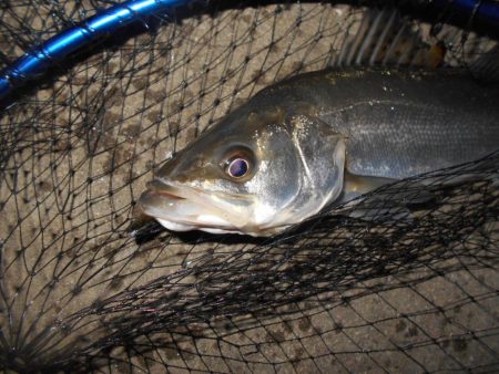 ラスト釣行(北港周辺シーバス釣行)。