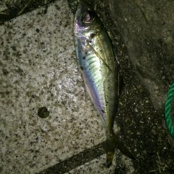 サビキでアジゲット