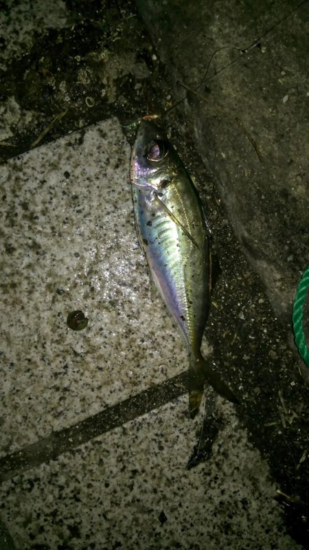 サビキでアジゲット