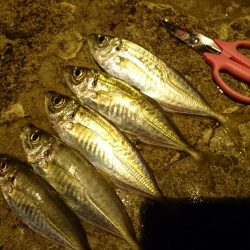 今年最後のアジング