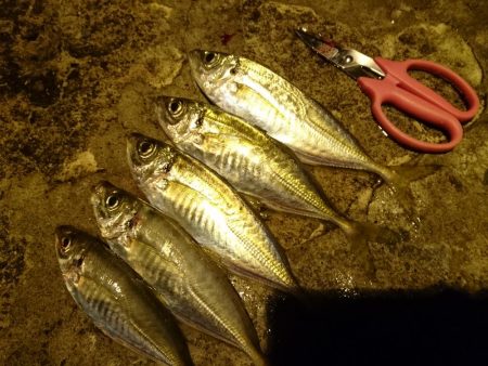 今年最後のアジング