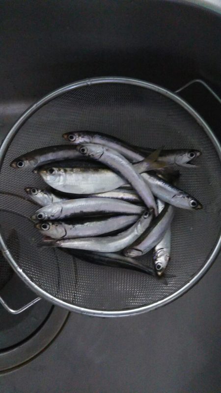千葉港でのサビキ釣り
