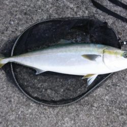 これはぶりじや