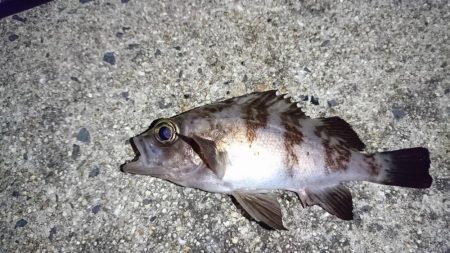 久しぶりの釣り❗