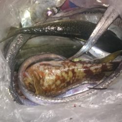 太刀魚釣り