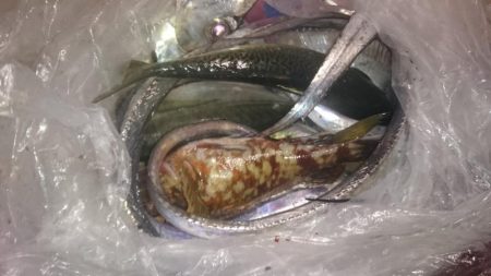 太刀魚釣り