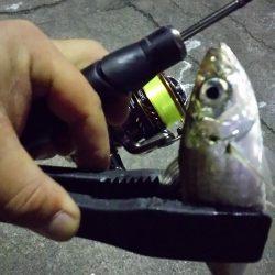 極寒強風アジング