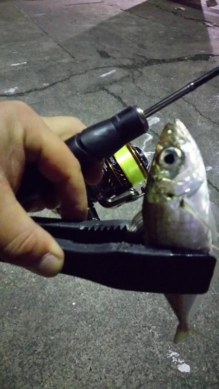 極寒強風アジング