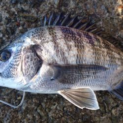 フカセ、風強い