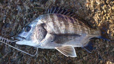 フカセ、風強い