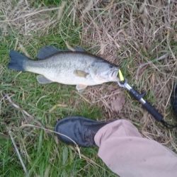 まだ釣れました