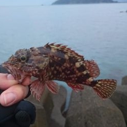 ロックフィッシュ