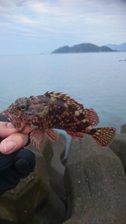 ロックフィッシュ