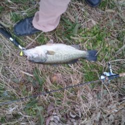 クリスマスイブですが