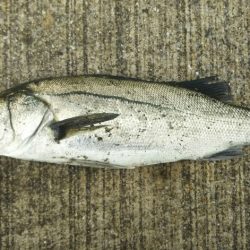 シーバス調査~苅田港