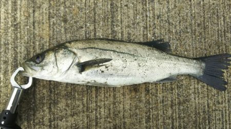 シーバス調査~苅田港