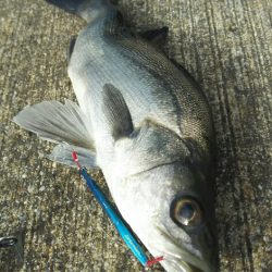 迷わずリリース