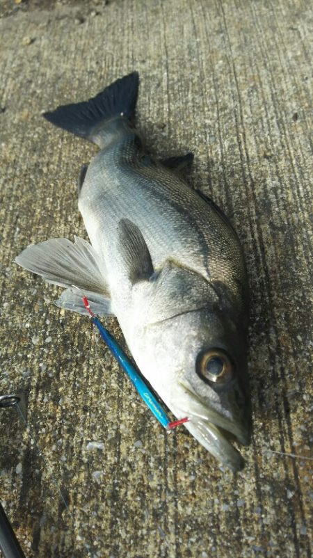 迷わずリリース