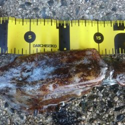 ２日連続朝マヅメ