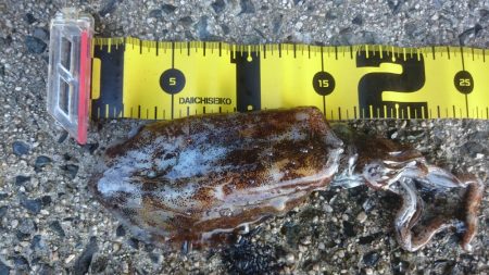 ２日連続朝マヅメ