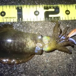 貴重なアオリイカ