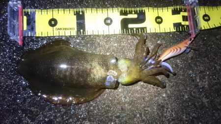 貴重なアオリイカ