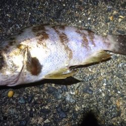 ちょっとメバリング