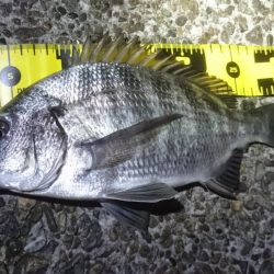 まさかのチヌ！