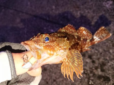 防波堤際での釣り