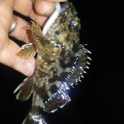 アジおるねんねど…