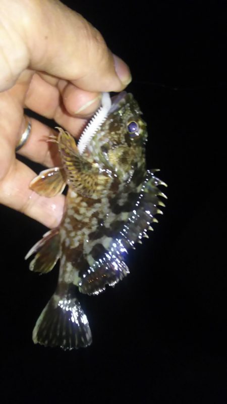 アジおるねんねど…