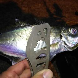 しつこいアジング！