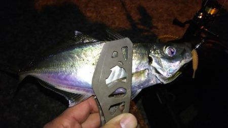 しつこいアジング！