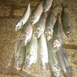 南蛮漬け(予定)