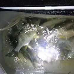 キビレ短時間釣行