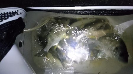 キビレ短時間釣行